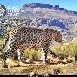 Leopard